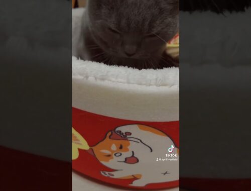 メイちゃんのふみふみビート     #シャルトリュー #japan #kawaii #猫のいる暮らし #猫 #cat #pets #シャルトリュー #ねこ #chartreux