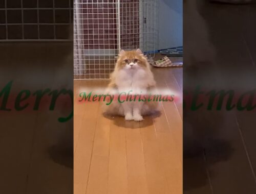 Merry Christmas #shorts  #猫 #アメリカンカール #cat