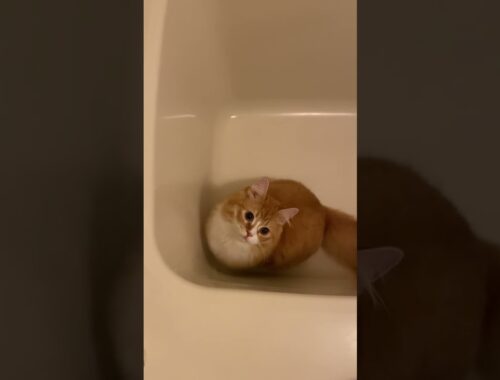 【サイベリアンのシシ】浴槽が大好きな子猫 #cat #ねこ #子猫 #サイベリアン #shorts