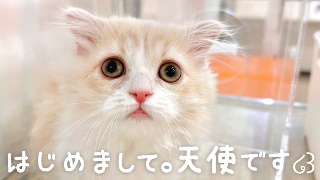 【スコマンチ】お迎え初日の短足耳折れマンチカンの子猫が可愛すぎた♡ 【スコマンチ】お迎え初日の短足耳折れマンチカンの子猫が可愛すぎた♡