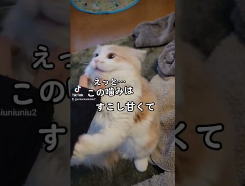 【子猫】チョコおくれ #ラガマフィン #猫動画 #cat #shorts