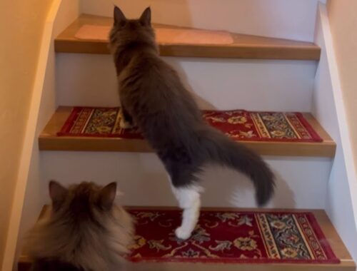【冒険‼︎】初めての階段、登りきれるのか…？？仔猫ターキッシュアンゴラ♡