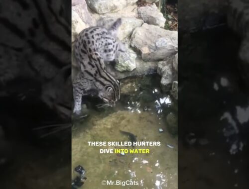 Fishing Cat | The Cat That Loves Water #shorts