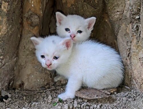 2 stray kittens wondering in the street in search of their mother
