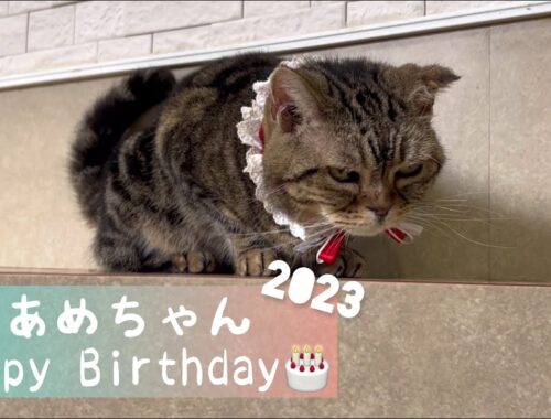 あめちゃん、13歳のお誕生日おめでとう！！！