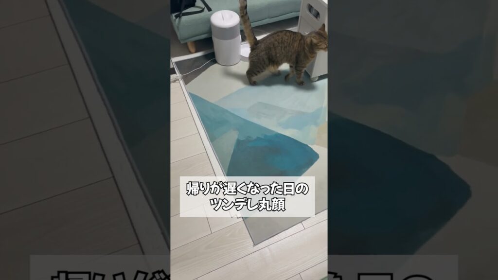 【猫動画】いつもより帰りが遅くなった日のツンデレ具合が… #shorts 【猫動画】いつもより帰りが遅くなった日のツンデレ具合が… #shorts