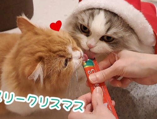 【クリスマス】マンチカンの子猫が初めてのちゅーるデビュー！