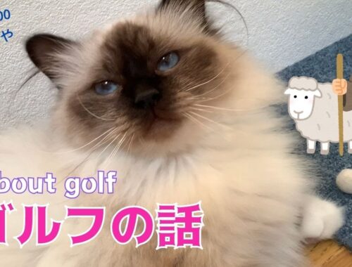 バーマン猫ガブの独り言【ゴルフの話】About golf（バーマン猫）Birman /Cat