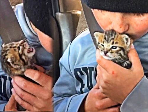 Abandoned Kitten Won't Stop Crying After Rescue And Finds Love