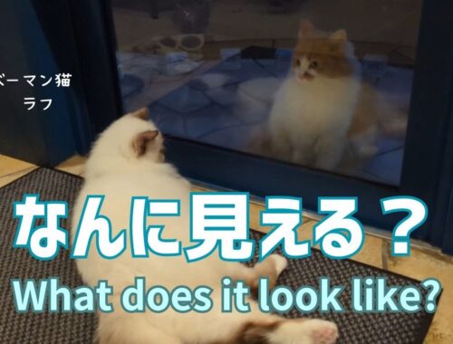 バーマン猫ラフとウリ【なんに見える？】What does it look like?（バーマン猫）Birman/Cat