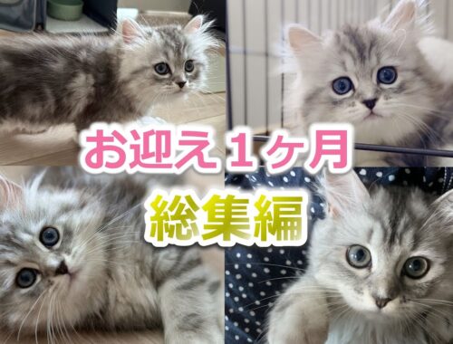 【総集編】ミヌエット子猫をお迎え１か月の成長記録がかわいい！