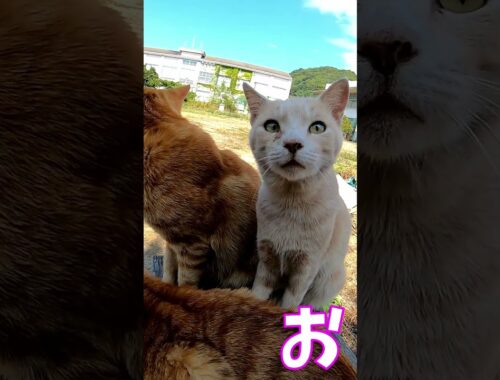 猫」「CAT & PEACE」#cat #ソマリ #ねこ動画 #猫動画 #猫好きさんと繋がりたい #野良猫