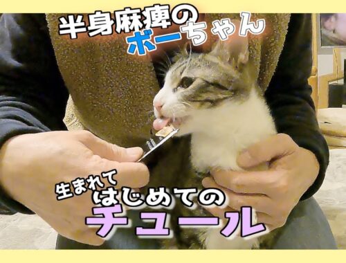 半身麻痺の保護猫ボーちゃん、生まれてはじめてチュールを食べました！