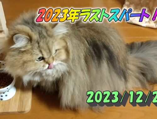年末仕事納めの朝、年越しに備えてたくさん食べるペルシャ猫のひとみです。Persian cat Hitomi's relaxing days 2023/12/28