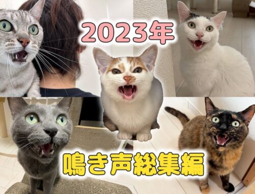 2023年！猫5匹の鳴き声まとめ総集編！