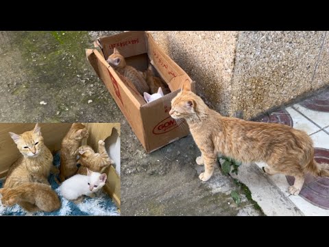 Saving a mama cat and 4 of her kittens who were abandoned before our eyes.