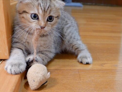 A cute kitten that holds its favorite prey in its mouth and won't let it go.