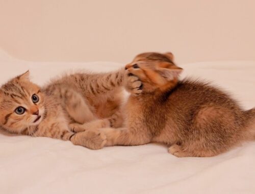 This cute kitten starts pretending to be a professional wrestler as soon as he wakes up.
