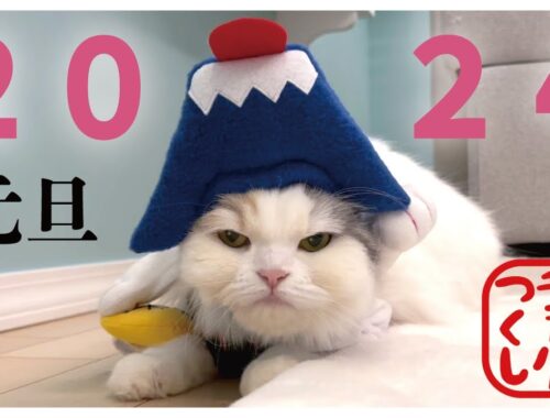 【令和2024年】あけましておめでとうございます！【関西弁でしゃべる猫】【猫アテレコ】