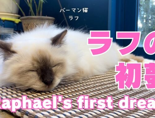 バーマン猫ラフ【ラフの初夢】Raphael's first dream（バーマン猫）Birman/Cat