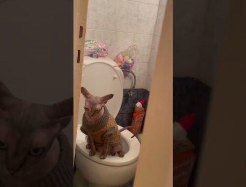 Owner Catches Sphinx Cat Using The Toilet! 🚽😂