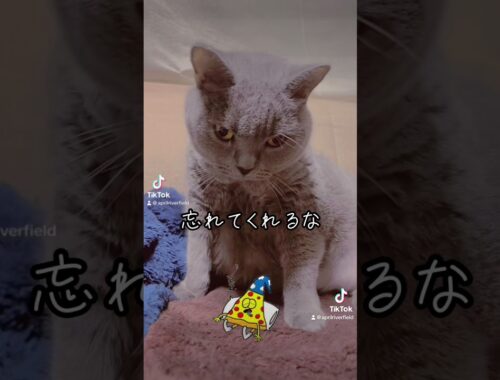 飼主宣言       #japan #kawaii #pets #猫 #cat #シャルトリュー #ねこ #chartreux #にゃんこ
