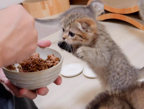 A hungry kitten approaches its owner while meowing.