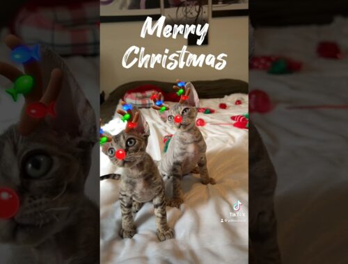 Merry Christmas #devonrex #cat #kitten #christmas