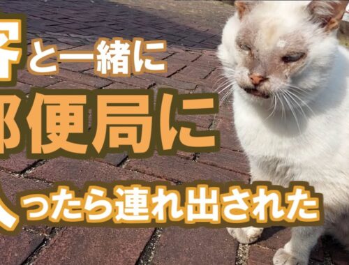 【野良猫トレスパス】ジジイ猫を郵便局から連れ出す！【生きた記録#300】