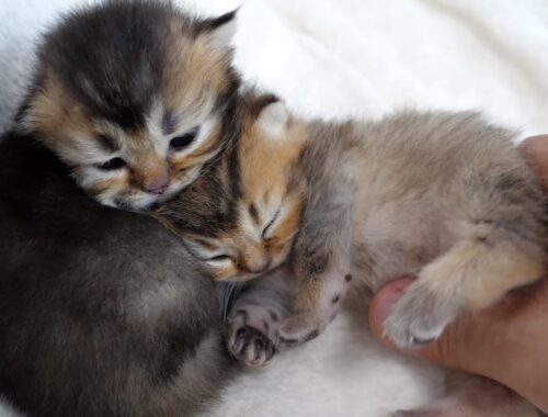 Kitten's siblings are very close, which makes mother cat very happy!