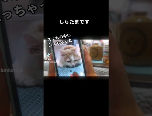 【子猫】落ち着いちゃった猫 #ラガマフィン #猫動画 #cat #子猫 #shorts