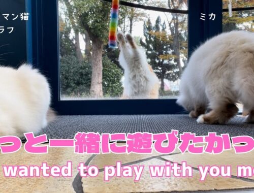 バーマン猫ラフとミカとウリ【もっと一緒に遊びたかった】We wanted to play with you more（バーマン猫）Birman/Cat