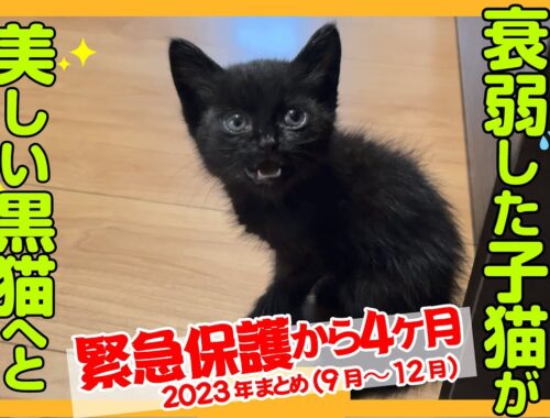 【運命の出会い】保護した黒子猫が4ヶ月でおしゃべり美少女黒猫に！120日間の軌跡をぎゅっとまとめた特別バージョン。