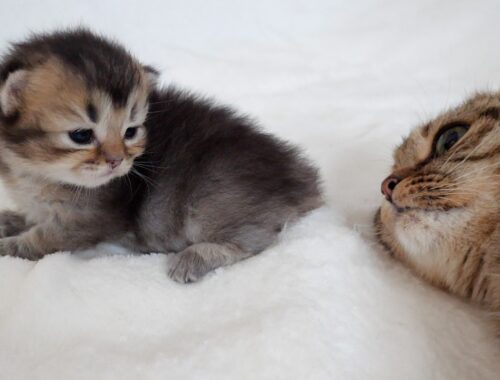 Kitten is exquisitely skilled at keeping their distance from mother cat