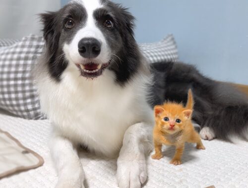 Tiny Kitten Was Rescued and Raised By Border Collie. Now He Considers Himself a Dog!