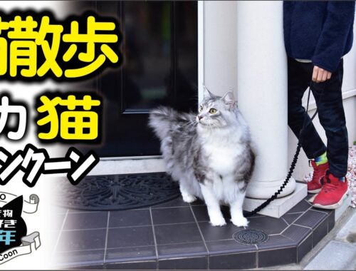 【メインクーン】大型猫が散歩すると犬と間違えられる？！Maine Coon cat