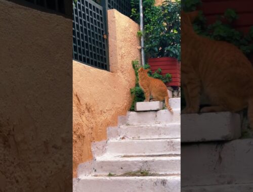 This cute brown cat climbs up some stairs in a  famous street in Athens Greece   #shortcat