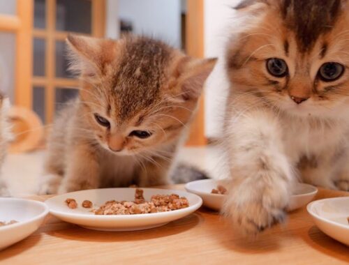 ``I won't share my food with you! ? ” The gluttonous kitten is cute.