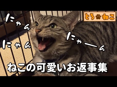 【アメリカンショートヘア】猫のかわいい鳴き声を詰め合わせた動画【アメショー】