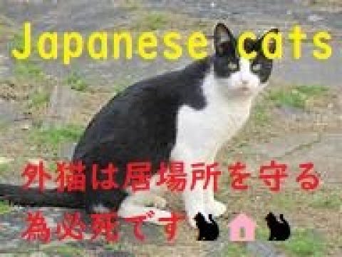 【Japanese Cats🐱🇯🇵】ドラちゃんがキジ白ちゃんを威嚇💦居場所を守る猫たち