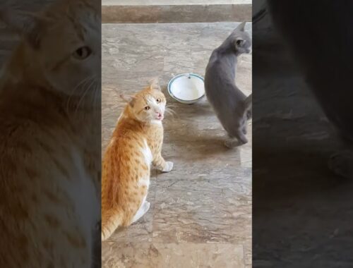 Big brown cat and little grey kitten meowing loudly for food #shorts