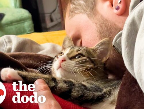 Couple Rescues Kitten At Starbucks Drive-Thru | The Dodo