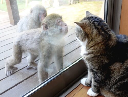 やりたい放題なサルに、とうとうお怒りなねこ。 Maru finally got angry at Japanese macaques.-