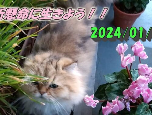 新年早々の大地震・大事故を気にしながらいつものように過ごすペルシャ猫ひとみです。　Persian cat Hitomi's relaxing days 2023/01/03