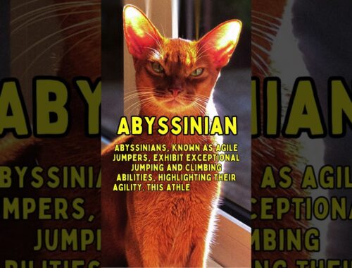 Crazy Facts About Abyssinian Cat #didyouknow #shorts