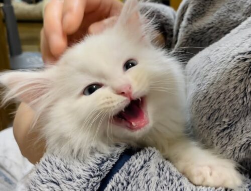 抱っこされて鳴き叫ぶ子猫  Kitten crying while being held