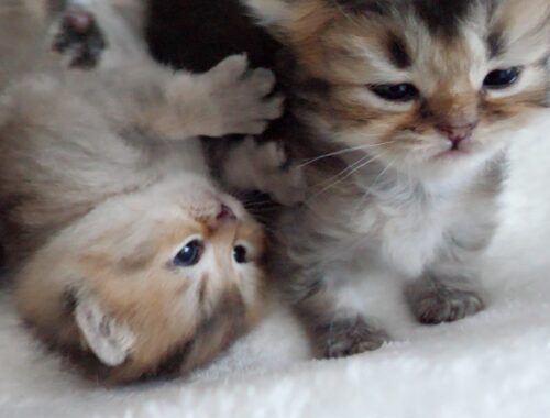 Kittens learn that being mean to others has its rewards...