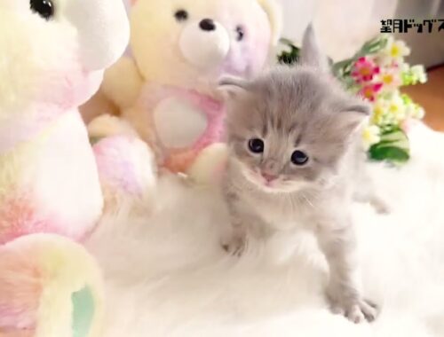マンチカン子猫(長足)2023年12月7日生まれの女の子 紹介動画