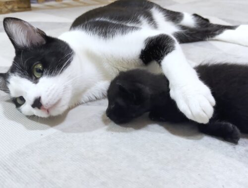 The first meeting between a tiny kitten and miracle older cat Mu was filled with kindness and love