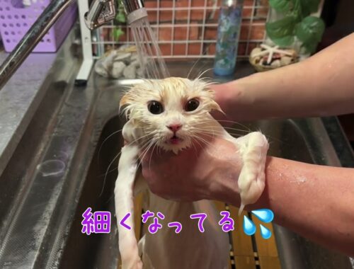 【ナナハチ’s ROOM】ラガマフィン☆天使🪽ちゃんのお風呂　神メソッド☆猫のお風呂